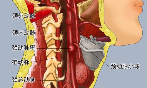 南水梨的功效和作用-南水梨介绍-南水梨的功效和作用,中国南水梨的功效网站